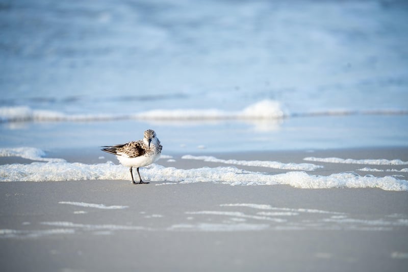Seaside Serenity